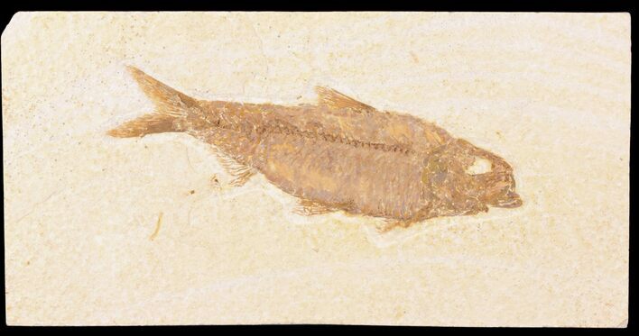 Large, Knightia Fossil Fish - Wyoming #78312